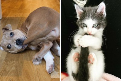 These 16 Pets Munching On Their Tails Make You HA HA HA