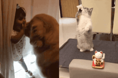 21 Pet GIFs That Will Refresh Your Soul