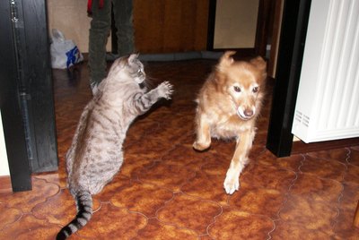 These 26 Photos Of Dogs Getting Pounced On By Cats Prove Kitties Have Issues