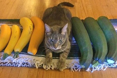 The Real Reason Why People Include Photos Of Pets In Classified Ads Will Make You LOL