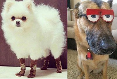 17 LOL-Worthy Animal Pics To Make You Chuckle