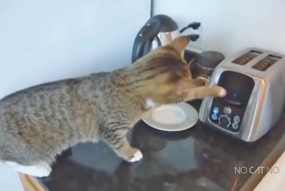23 Startled Cats Losing Their Dang Minds