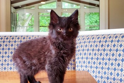 17 Foster Fails That Prove Resistance Is Futile