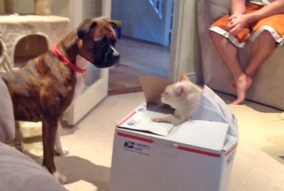 21 Hilarious Pranks Pulled By Cats & Dogs