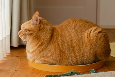 20 Cats Who Look Like Loaves Of Bread
