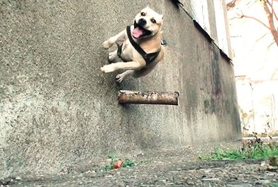 These 19 Dogs Doing Barkour Will Make You Smile