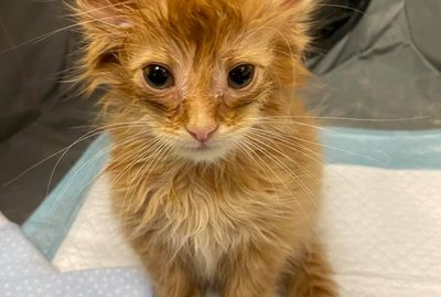 17 Pets Taking The Win For Team Bed Head