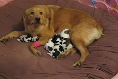 Confused Golden Retriever Gives Birth To Litter Of Baby Cow Puppies
