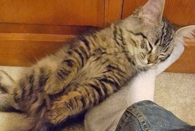 18 Sleeping Cats Who Are Too Cute To Wake Up