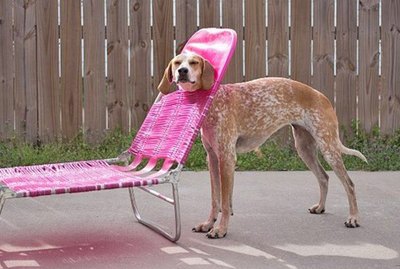20 Pets Getting Stuck In All The Things