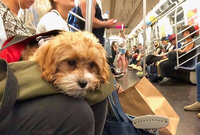 22 of the Cutest Dogs in Bags Riding NYC Trains