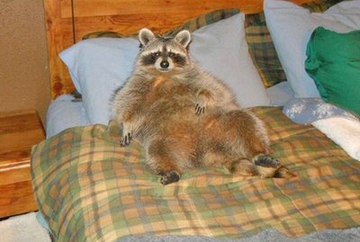 20 Chubby Raccoons Who Ate All The Foods