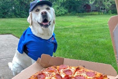 20 Dogs With Very Important Jobs