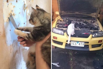 23 Cats With Very Important Jobs