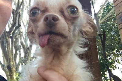 18 Dogs That Are Beautiful On The Inside