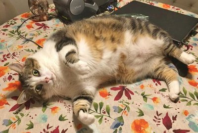 18 of the Finest Cat Bellies the World Has Ever Seen