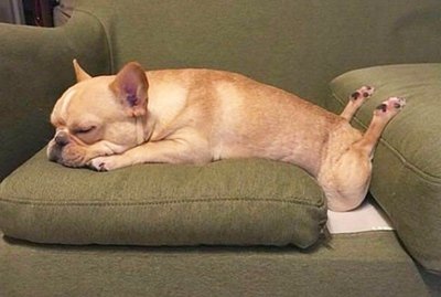 20 Funny Photos of Dogs Who Probably Need to Be Rebooted