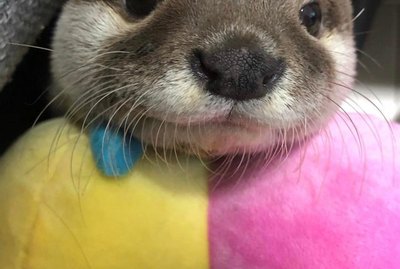 19 Adorable Otters You Really Otter Take A Look At