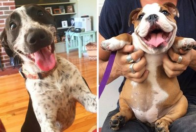 20 Puppies With the Best Smiles on the Internet