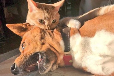 17 Cats Being Mean for No Good Reason