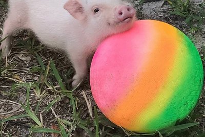 16 of The Cutest Little Piggies on The Internet