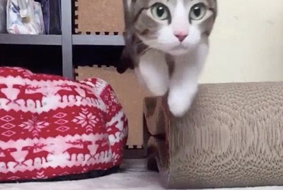 10 Slo-Mo Pet Videos That You'll Want To Watch on Repeat Forever & Ever