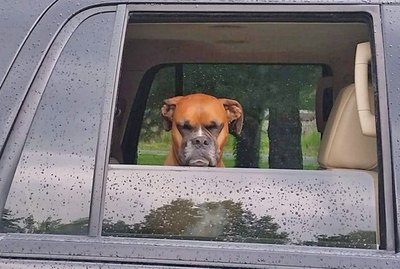 18 Cats and Dogs Who Are So Over It Right Now