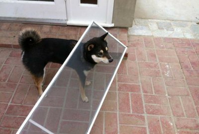 20 GIFs That Will Remind You Why You Love Dogs
