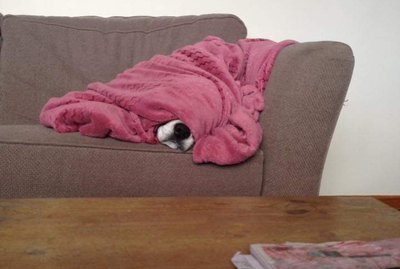 Get Someone To Look At You The Way These Dogs Look At Blankets
