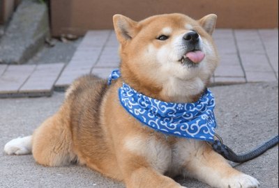 18 Dogs You'll Be Glad You Saw Today