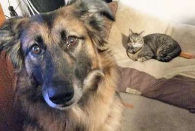 24 Cats Stealing All the Dog Beds