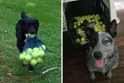 21 Photos That Prove the Bond Between Dogs and Tennis Balls Is Unbreakable