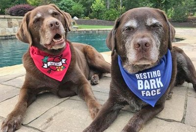 These 21 Dogs With Hilarious Eyebrows Will Blow Your Mind