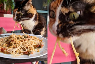 Pasta-Slurping Cat Breaks Internet With Intense Facial Expression