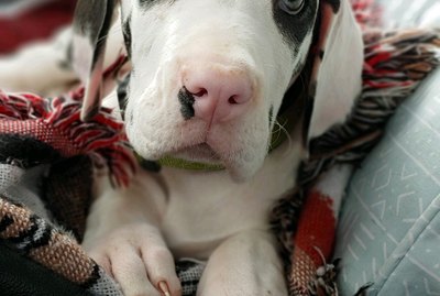 19 of the Greatest Great Danes on the Internet