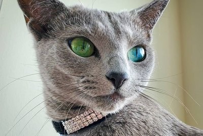 19 Cats That Should Be Supermodels