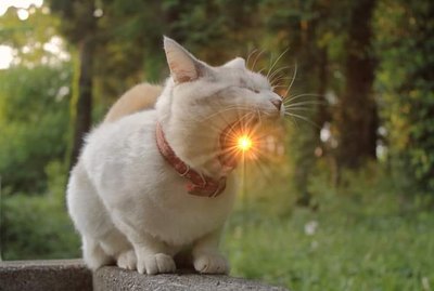 17 Accidentally Brilliant Pet Photos