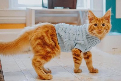 17 Chunky Kitties In Cute Clothes