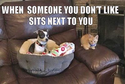 24 Dogs in Heckin' Predicaments That Are All Too Real