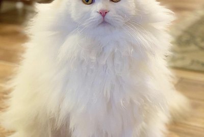 18 Extremely Fluffy Cats for Your Enjoyment