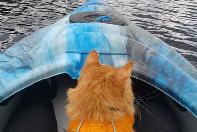 18 Cats Having Super Exciting Adventures