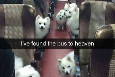 These 18 Pets Will Make You LOL