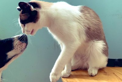 17 Cat And Dogs Just Being The Best