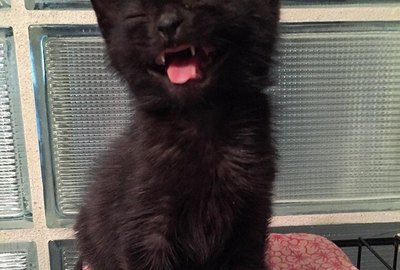 19 Perfectly Timed Photos of Sneezing Cats