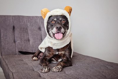 46 Animals Dressed As Other Animals For Halloween