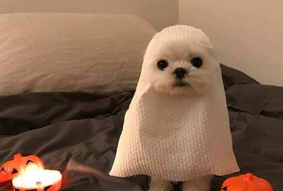 18 Cute And Spooky Pets For Halloween