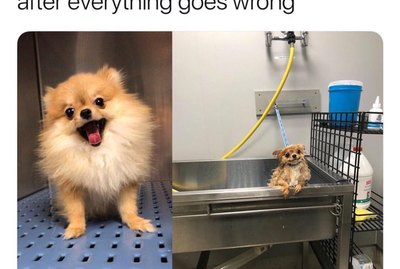 18 Funny Pet Memes To Make You Happy