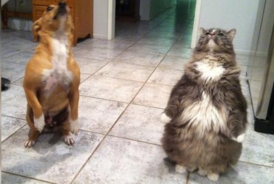 Just 21 Dogs Standing Up Like Human People