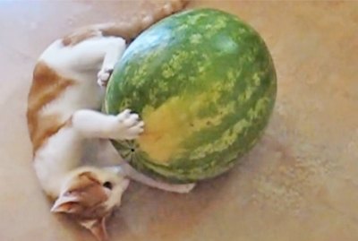 27 Cats Fighting With Strange Objects