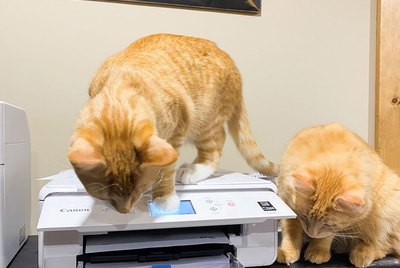 Cats Reacting To Printers Is Never Not Funny